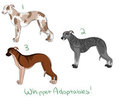 Whippet Adopts for Sale! by Azosha