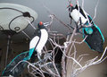 Two Magpies