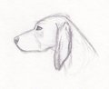 Red Bone Coonhound