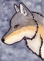 Wolf ACEO