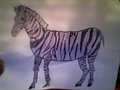 Purple zebra <3