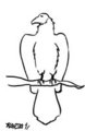 Turkey Vulture Sketch