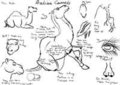 Basic Camel Anatomy Info
