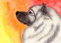 Keeshond ACEO