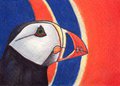 Puffin ACEO