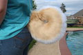 Tan and White Husky(or shiba inu) tail for Sale