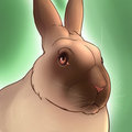 Rabbit Icon (1Corinto)