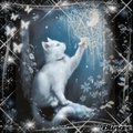 Snow Kitten Gif