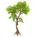 My little tree, EarthDay is Magic by YFurry