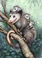 Pathfinders Totem Card - Opossums