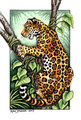 Wild Cats of the World Card Deck - Jaguar