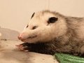 Opossum smile