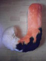 Lyli's tail