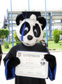 A graduated panda