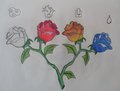 Elemental Roses