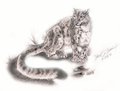 Mishi - Snow Leopard by medarrow
