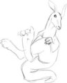 Kangaroo (Quick Sketch)