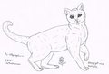Free cat-lineart