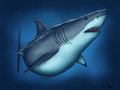 Shark Belly by Dolorcin