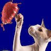 Cat Heart Love