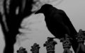 Crow WIP