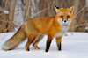 FoxyFox13