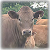 beefalo