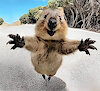 QuokkaLotta