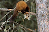 peanutbuttermarten