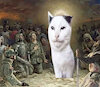Matchacat