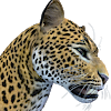 SunJaguar