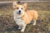 WhiztheCorgi