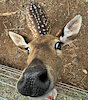 Deerboy1111