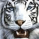 Tigerninja36