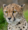 JustinTheCheetah