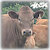 beefalo