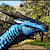 VallyDrak