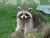 raccoonboydisturbia